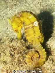 The Ever Shy Sea Horse... Taken with a Canon G 9 + Inon S... by Adrian Schokman 